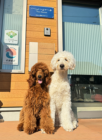 ■事務所の看板犬■ 白【ゴールデンドゥ―ドルのTISS(ティス)】 茶【スタンダードプードルのニニ(NINI)】