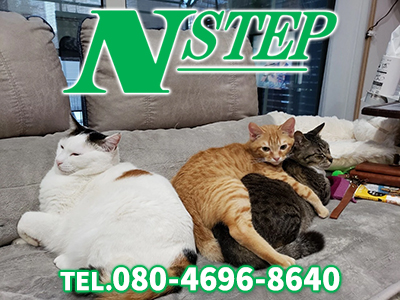 株式会社Nステップ不動産